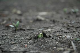 emerging soybean