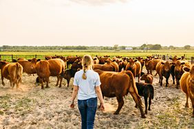 Hannah Klitz surrounded by her cattle