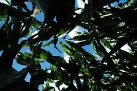 Corn canopy