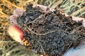 Soil after cover crop grazing