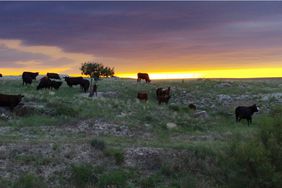 Cattle graze in pasture as the sun sets. 