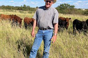 Boykin in field with cattle