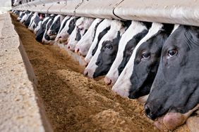 A long line of black and white cows feed from a trough