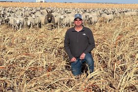 Producer Ben Cramer kneels in a field of dried cover crops with a flock of sheep and a donkey behind him