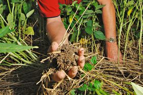 Man grabs handful of soil from field