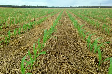 Corn growing in cover crop