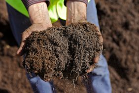 soil in hands