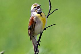 Dickcissel is seen in the field