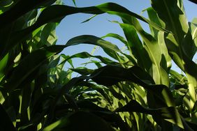 Underneath corn canopy