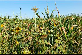 mature cover crops