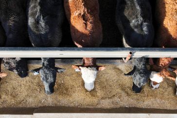 An overhead shot of seven cows eating from a trough 