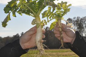 Cover crop roots.