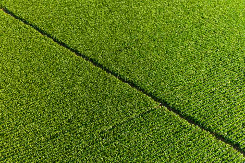 Healthy corn field