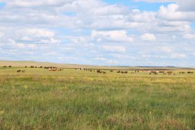 Bismark Ranch horses in pasture