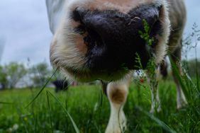 Grey cow nose in green grass