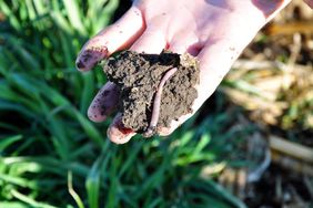 Earthworm in hand