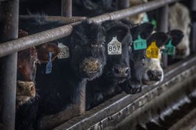 Cattle eating at a feedbunk.