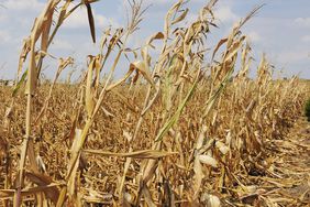 A field of dry corn with some down.