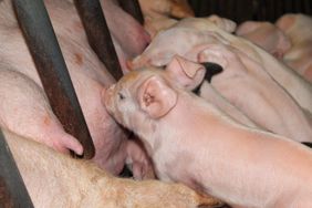 Nursing piglets