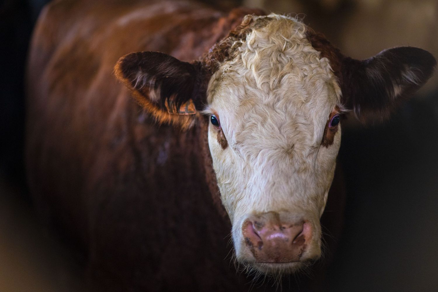 A red and white cow