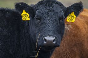 A black cow with eartags.