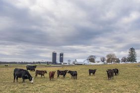 Cattle-Grazing-Farm-Cloudy