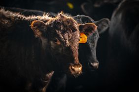 A close-up of a red cow and a black cow.