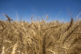 Wheat field closeup