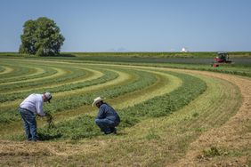 Colorado farmers look at a field of freshly mowed alfalfa