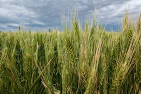 growing_wheat_field