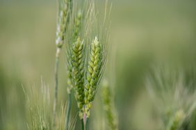 growing_wheat_closeup