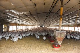 Turkeys stand in a house on the farm of Kenny Lecocq, an Indiana turkey farmer