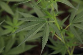 Hemp plants flourish on a farm in Maryland during the 2020 growing season