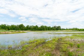 A wetland in Indiana