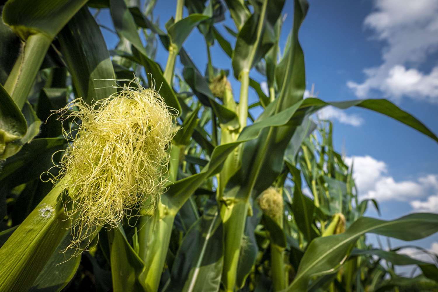 Corn-Silk-USDA