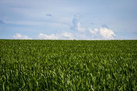 Corn growing in July 2021