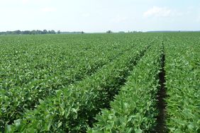 Soybean Field 2