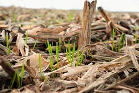 Bright green sprouts come up through dried corn stalks and leaves