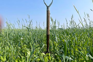 shovel with cover crops