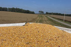 A truck load of harvested yellow corn with a field in the background