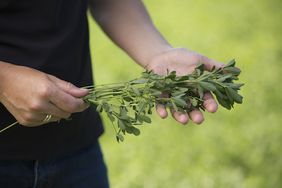 alfalfa-in-hands