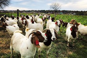 Goats in radish field