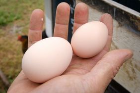 two eggs in a farmer's hand