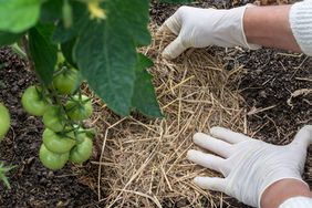 A person places straw around tomatoes