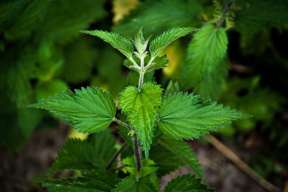 stinging nettle plant