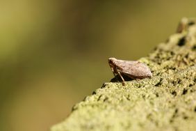 A Leafhopper (Cicadellidae) perced on a wooden fence.