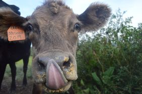 grey cow eating feed