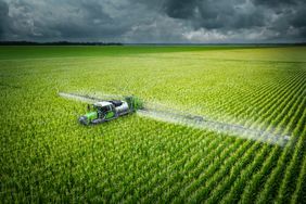 AGCO Fendt Rogator 900 in field of tall, green corn spraying