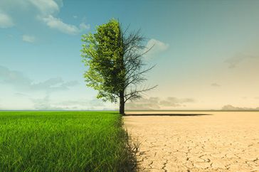 A tree is divided in half. On the left is lush grass, while on the right, the ground is bare and cracked.