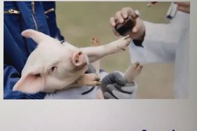 pig in China